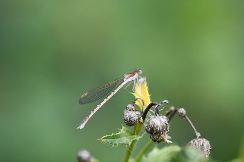 Common Winter Damselfly