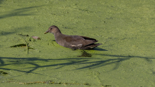 Eurasian Moorhen