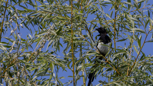 Eurasian Magpie