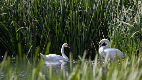 Mute Swan