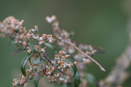 Siberian Winter Damsel