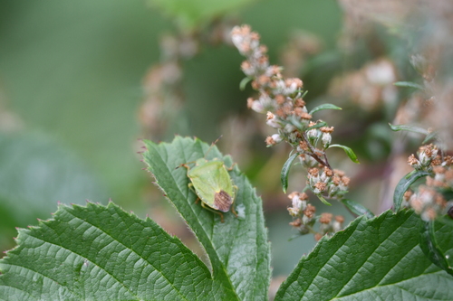 Green Shield Bug