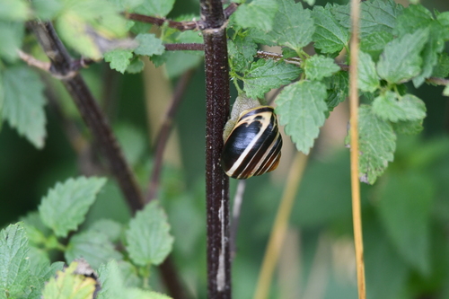Brown-lipped Snail