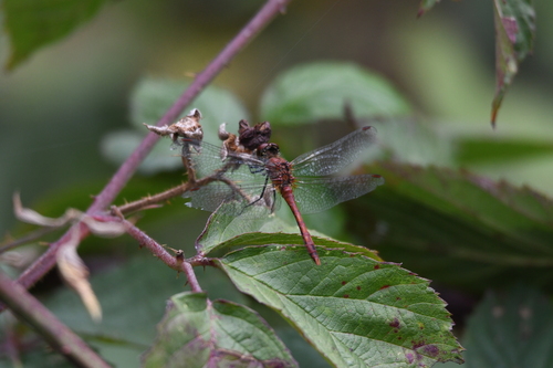 Ruddy Darter