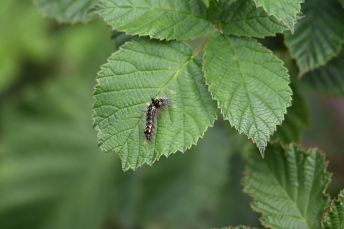 Knot Grass Moth