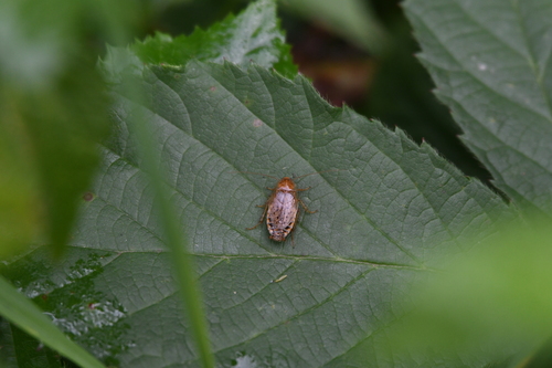 Dusky Cockroach