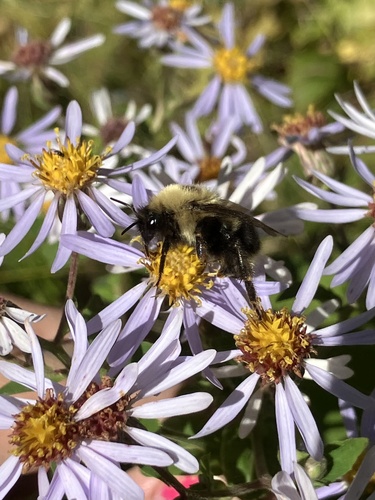 Yellowish Cuckoo Bumble bee