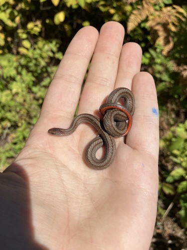 Red-bellied Snake