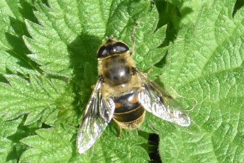 Common Drone Fly