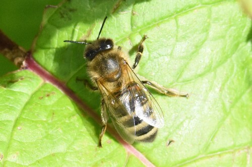 Western Honey Bee