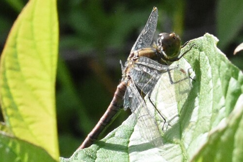 Common Darter