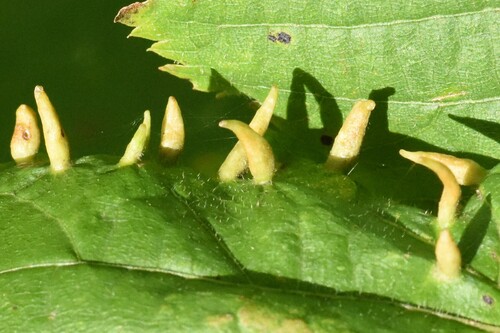Red Nail Gall Mite