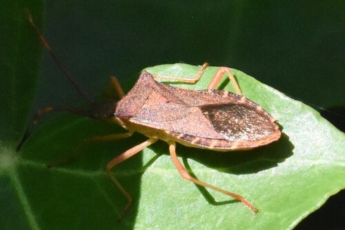 Box Bug