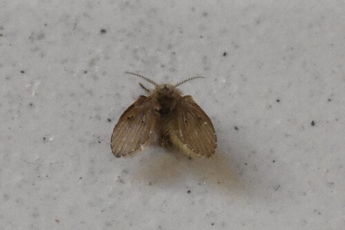 Bathroom Moth Fly