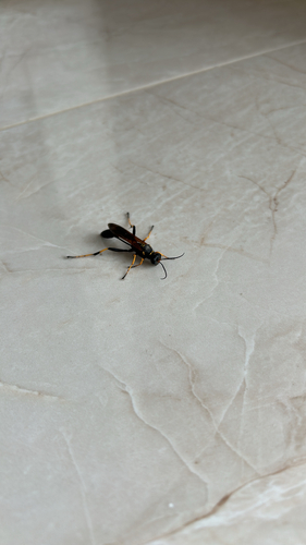 Yellow-legged Mud-dauber Wasp