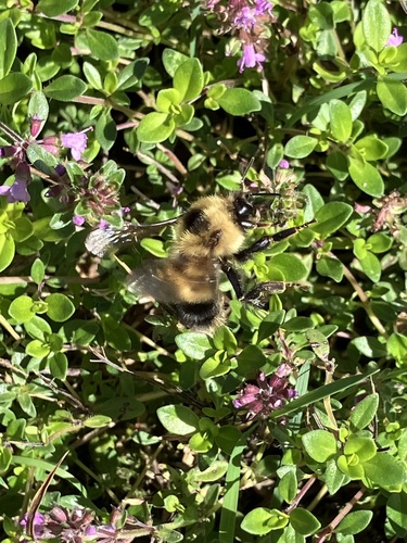 Sanderson's Bumble Bee