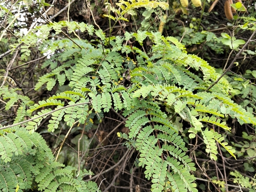 Biancaea decapetala observed 2026-09-21