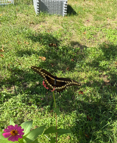 Eastern Giant Swallowtail