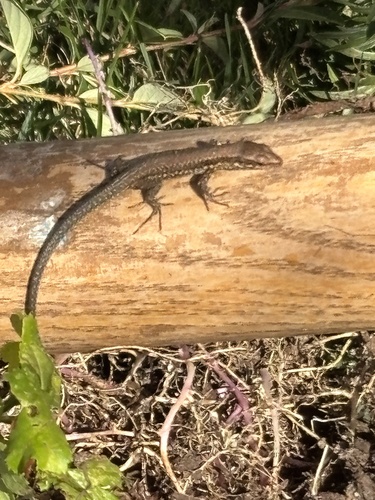 Common Wall Lizard
