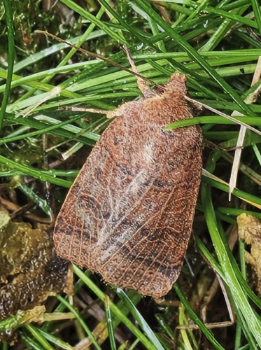 Agrochola nitida
