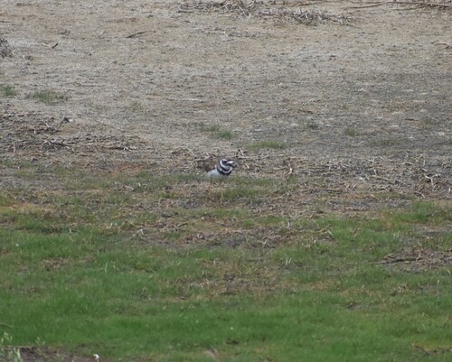 Killdeer