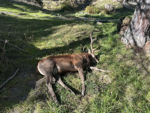 Red Deer