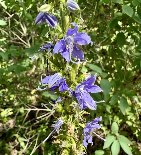 Campanulastrum americanum, photograph 3