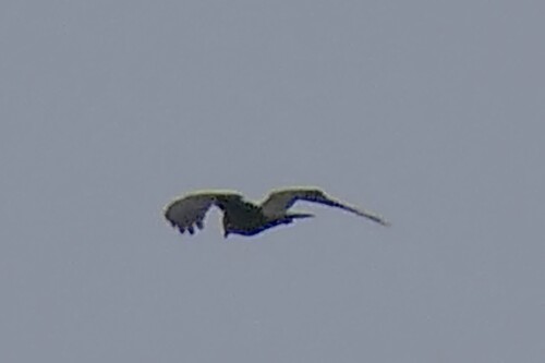 Western Marsh Harrier
