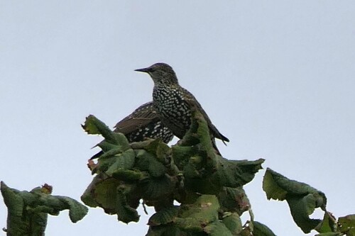 European Starling
