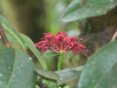 Hydrangea peruviana
