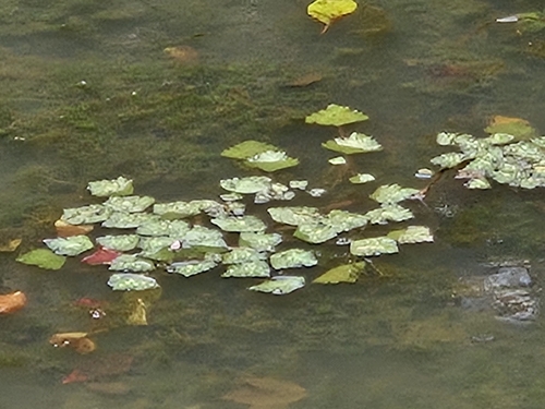 Trapa natans bispinosa