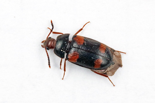 Mycetophagus quadripustulatus