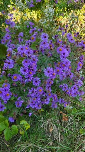 New England aster