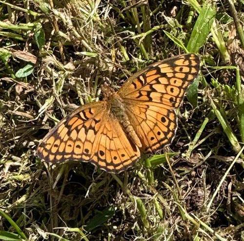 Variegated Fritillary