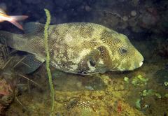 Arothron caeruleopunctatus