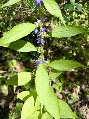 Campanulastrum americanum, photograph author not stated, no rights reserved