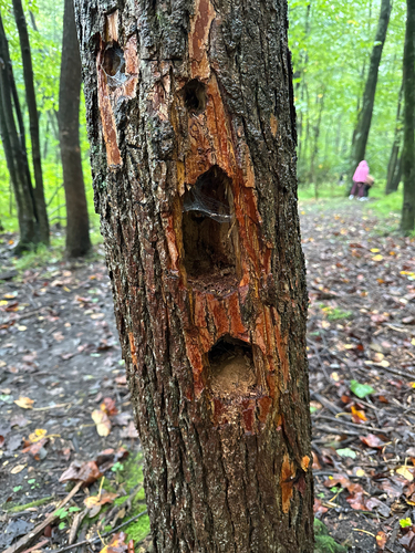 Pileated Woodpecker