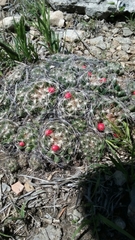 Escobaria missouriensis