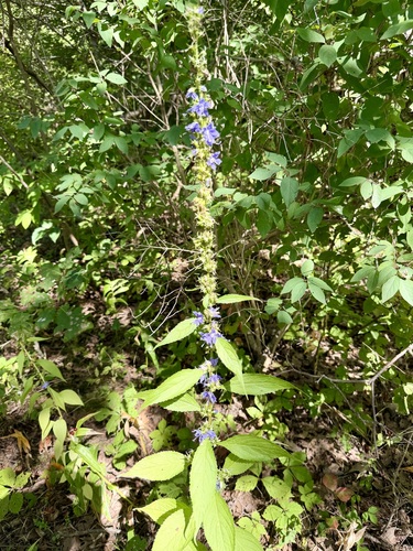 Campanulastrum americanum
