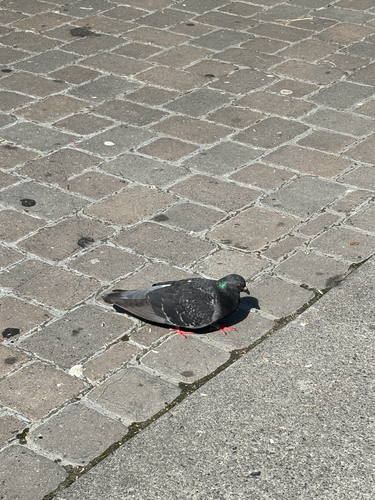 Feral Pigeon