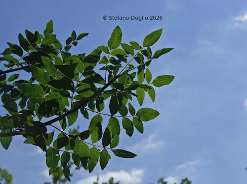 terebinth