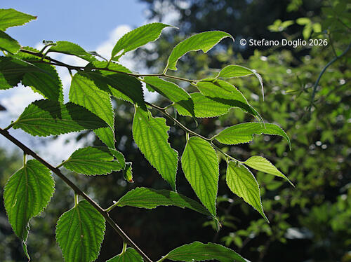 Nettle tree