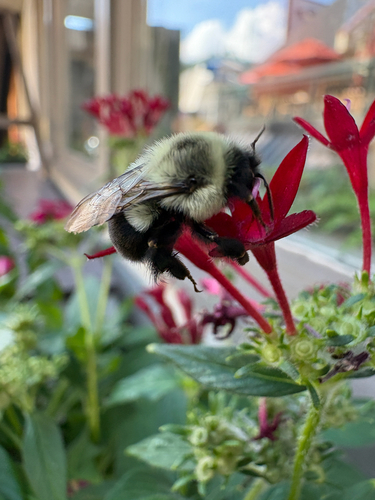 Common Eastern Bumble Bee