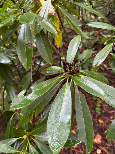 great rhododendron