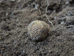 Elaphomyces muricatus