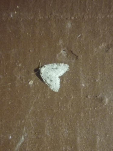 Autumnal Moth