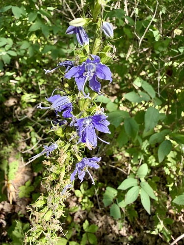 Campanulastrum americanum, photograph 4