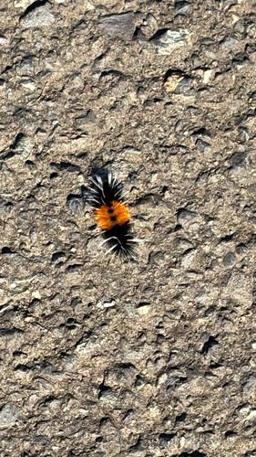 Spotted Tussock Moth