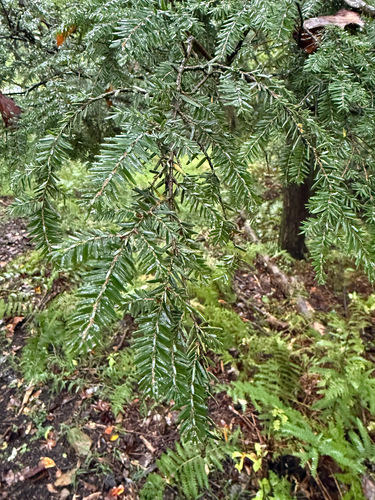 eastern hemlock