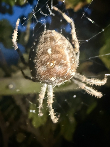 Cross Orbweaver